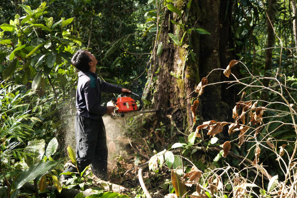 Best Stump Grinding and Removal  in Royal Palm Beach, FL