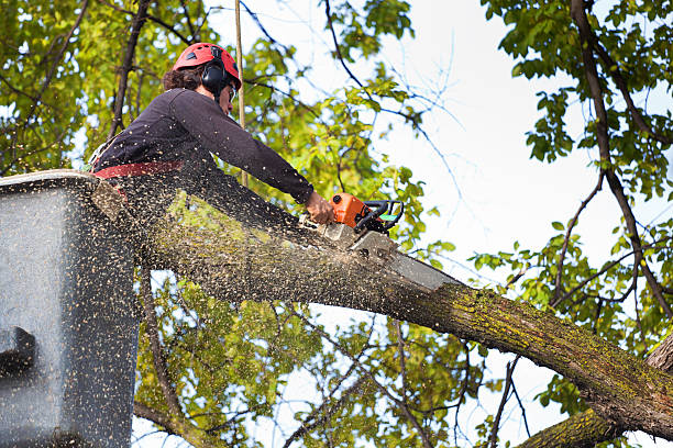 Best Tree and Shrub Care  in Royal Palm Beach, FL